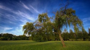 tn_paisaje-40