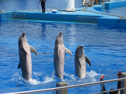 delfin