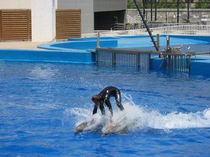 show
