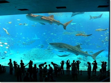 acuario-2