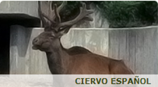 pulsa para saber cosas sobre el ciervo pulsa para saber cosas sobre el ciervo